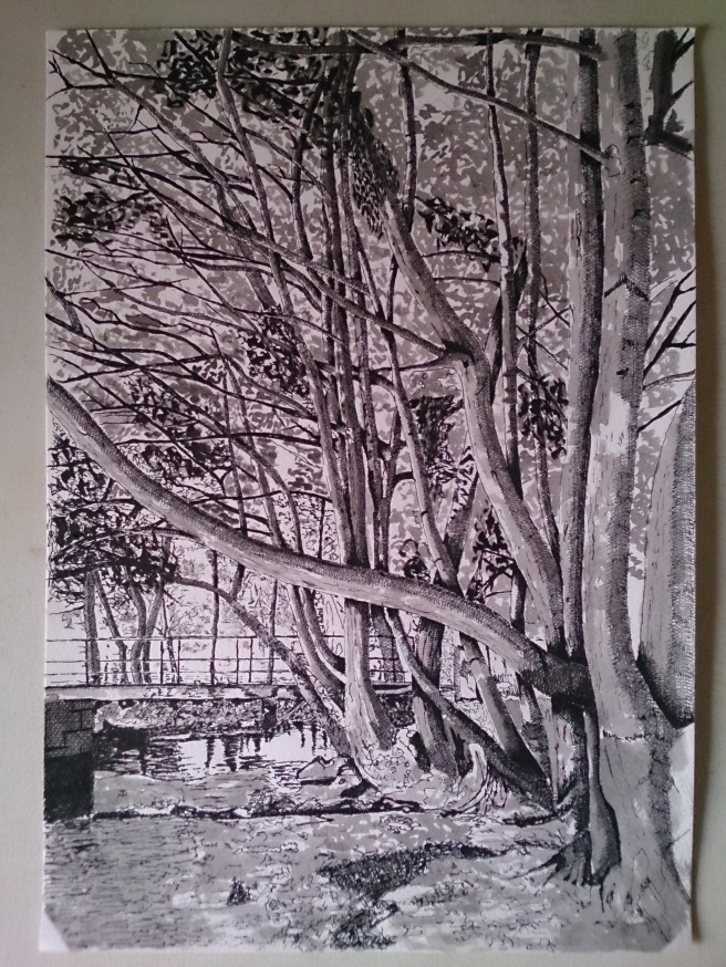 Trees in Cae Ddol - Ruthin.  Ink on A3 saa practice watercolour paper 05/09/14